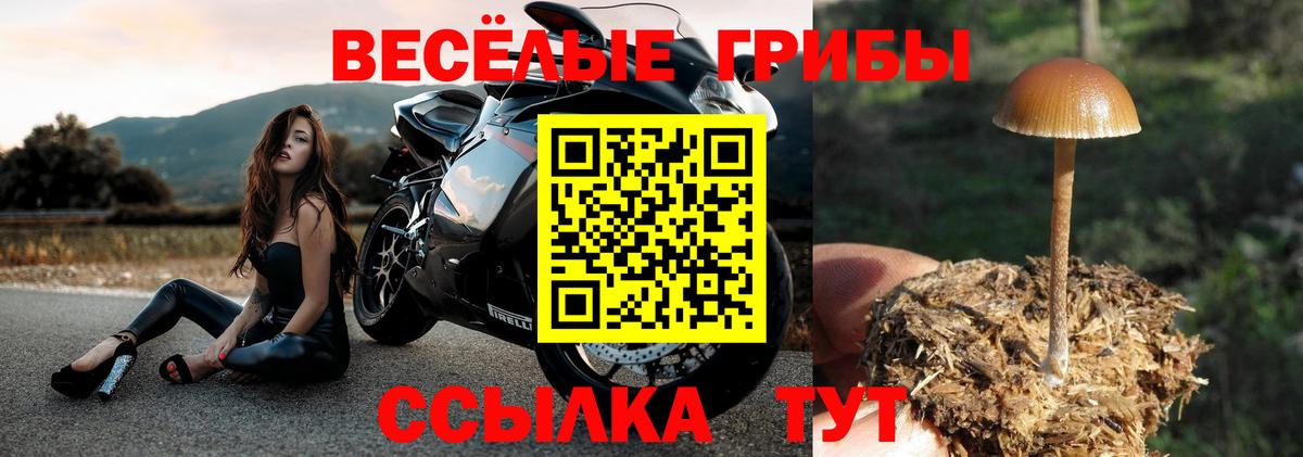 Псилоцибиновые грибы мицелий Клин